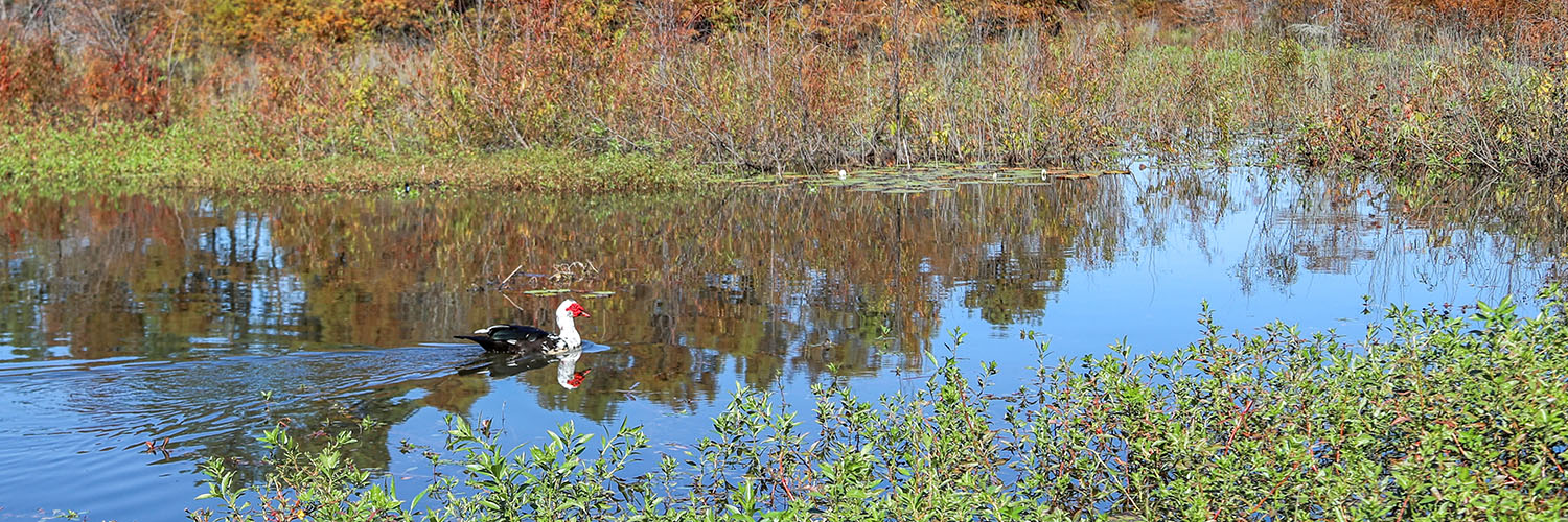 Exemptions Vernon Parish Assessor