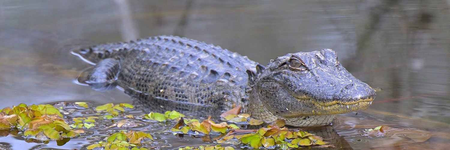 Resources and Links Vernon Parish Assessor